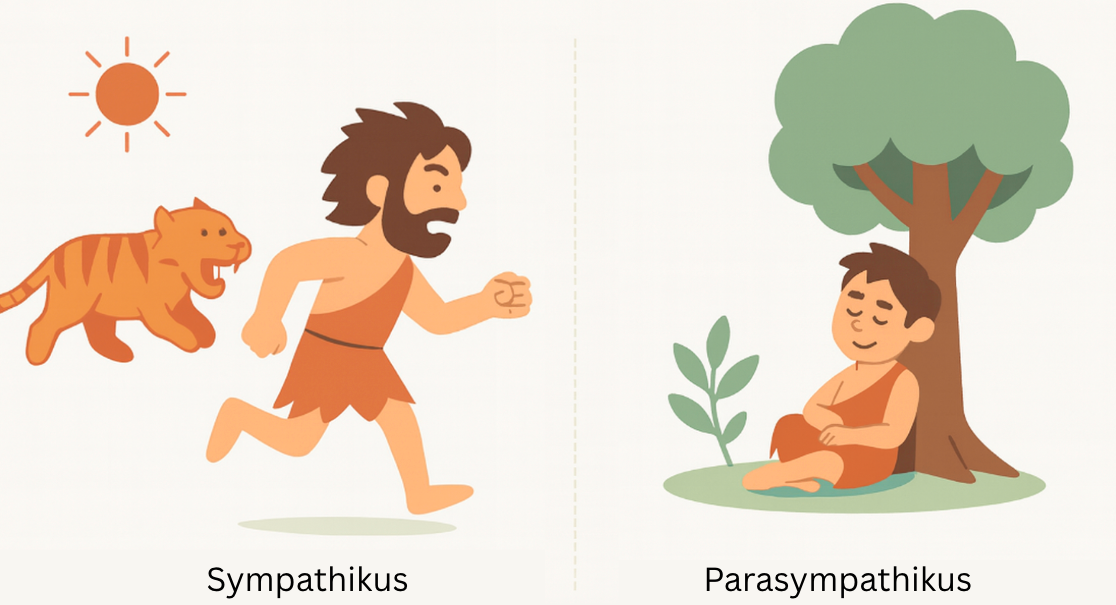 Sympathikus und Parasympathikus im Vergleich